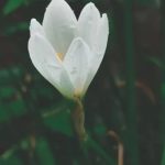 Kew Gardens Gift Ideas Unique botanical gifts at Kew Gardens Gift Shop perfect for nature lovers. Shop now