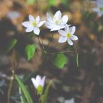 Browse inspiring garden design ideas for small gardens with photos for inspiration and creativity