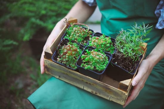 Gardening tools set - perfect Father's Day gift idea