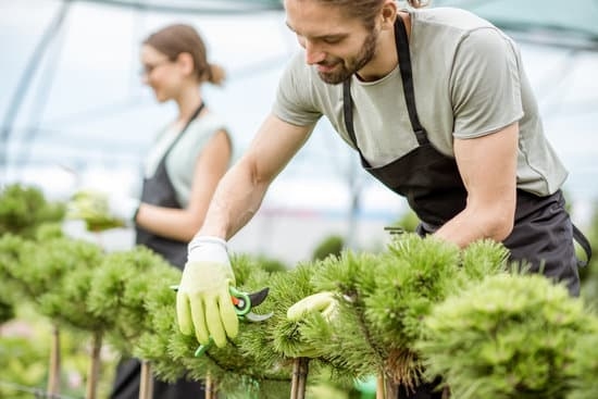 Vibrant plant combinations to enhance indoor container gardens. PLANT COMBINATION IDEAS FOR INDOOR CONTAINER GARDENS
