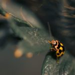 South African Gardening Ideas - Discover innovative South African gardening ideas for a beautiful landscape transformation