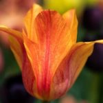 North Facing Gardens Ideas Shade-tolerant plants, reflective surfaces, windbreaks for optimal growth and aesthetics