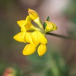 Chicken Wire Gardening Ideas Explore creative chicken wire garden projects for unique outdoor spaces