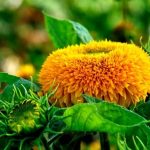 Explore simple DIY gardening ideas for beginners – plant, grow, and enjoy the process