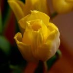 upcycled planters, creative container designs for your garden oasis