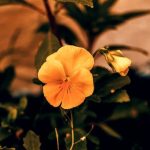 Ideas for Cactus Gardens planning, design, and inspiration for desert landscapes