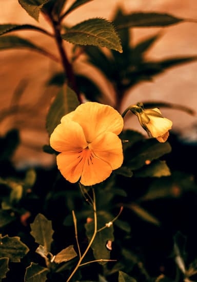 planning, design, and inspiration for desert landscapes