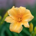 Hanging Gardens Ideas Explore vertical plant arrangements for unique Hanging Gardens Ideas suitable for small spaces