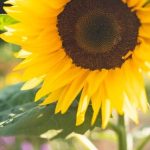 Gardeners World 101 Ideas for Veg From Small Spaces Torrent 101 Ideas for Veg from Small Spaces Torrent