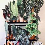 Gardening Ideas Flowers Vibrant tulips and rose bushes in beautiful garden setting - Gardening Ideas Flowers