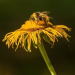 Explore fun and creative JUNIOR GARDENER BADGE IDEAS with hands-on activities for kids