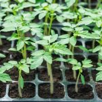 Greenhouse Gardening Gift Ideas Discover unique greenhouse gardening gift ideas for enthusiasts and beginners alike