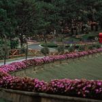 Inspiring container fruit gardening ideas for your outdoor space