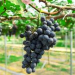 Better Homes and Gardens Pumpkin Painting Ideas Vibrant Pumpkin Painting Ideas by Better Homes and Gardens - Perfect for Fall Decor