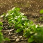 Explore our selection of unique gardening gift ideas for every green thumb enthusiast out there