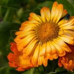 Indoor Gardening Ideas for Kids Engage Children with Planting and Caring for Indoor Gardens