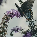 Explore stunning Pinterest flower gardening ideas for creative inspiration