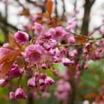 incorporating pet-friendly plants, paths, and play areas