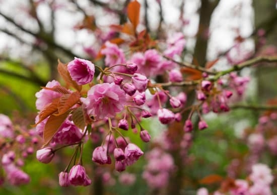 incorporating pet-friendly plants, paths, and play areas