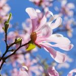 Fun and educational gardening activities for kids in Gardening Club Ideas for Kids