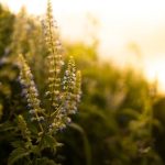 Explore innovative outdoor plant garden designs to create a unique outdoor oasis