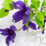 Natural Flower Gardens Planning Ideas Kansas Charming natural flower garden ideas in Kansas with stunning layouts and designs
