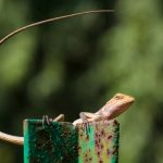 Explore fun and creative gardening merit badge ideas for Scouts to learn and grow