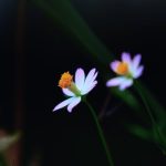 Ideas for Garbage Can Storage and Gardening Shelf Practical solutions for garbage can storage and gardening shelf organization