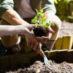 Raised Bed Gardening Planting Ideas Vibrant raised bed garden planting ideas to elevate your home gardening experience