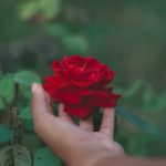 Small backyard garden ideas to maximize space and creativity