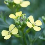 Cheap and Easy Gardening Ideas Budget-friendly DIY gardening tips for CHEAP AND EASY GARDENING IDEAS