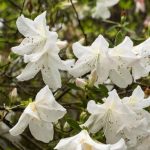 Inspiring layouts and tips for successful Ideas for Veggie Gardens planning