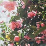 Explore creative planting techniques and layouts for good ideas for gardens