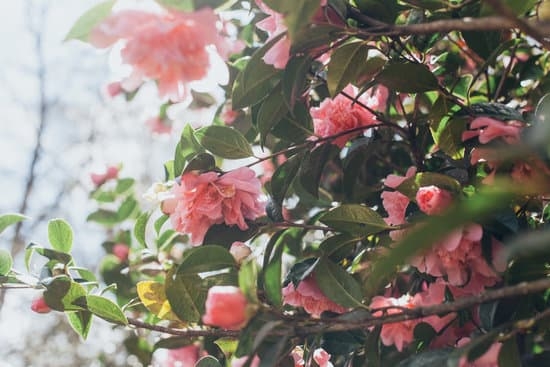 Good Ideas for Gardens 1 Explore creative planting techniques and layouts for good ideas for gardens