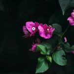 Inspiring zone 6 gardening ideas for vibrant flowers and lush greenery