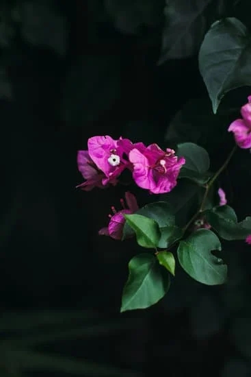 Zone 6 Gardening Ideas 3 Inspiring zone 6 gardening ideas for vibrant flowers and lush greenery