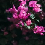 Explore stunning Pinterest vertical gardening ideas for creative and space-saving outdoor design inspiration
