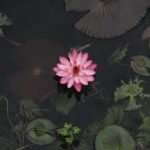 Explore inventive home gardening ideas for your sidewalk landscaping to enhance curb appeal