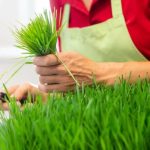 Small Apartments Indoor Gardens Ideas Creative ideas for maximizing greenery in limited spaces