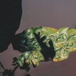 Perennial Gardening Ideas plant selection, design tips, maintenance tricks for a vibrant landscape