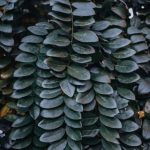 Simple Front Yard Gardening Ideas minimalistic landscaping, small vegetable plots, and DIY container gardening ideas