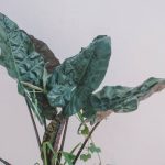 Explore creative Southern gardening ideas for unique landscapes and colorful blooms