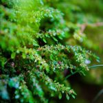 Hanging Gardens Snack Ideas Explore creative HANGING GARDENS SNACK IDEAS for a healthy twist on traditional treats