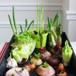 gardening vegetables ideas