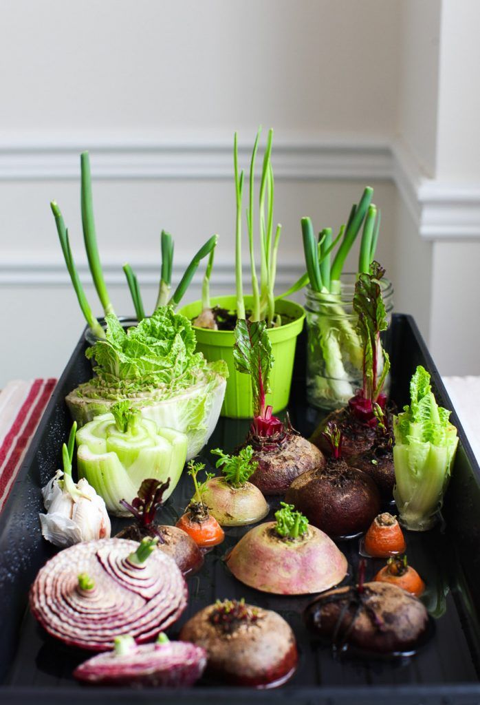 Gardening Vegetables Ideas 7 gardening vegetables ideas