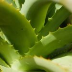 Inspiring containers gardening ideas for stunning outdoor spaces