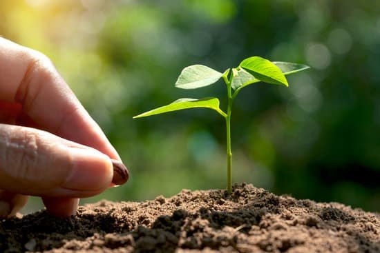 Gardening Ideas in India 3 Explore sustainable gardening tips & traditional techniques for Gardening Ideas in India