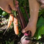 Ideas for Very Small Gardens Brilliant solutions for very small gardens - maximize space with creative ideas