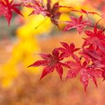 Present Ideas for Gardener Unique and eco-friendly present ideas for gardener enthusiasts to enhance their green space