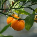 Ideas for Gardening in Small Spaces Ideas for maximizing your garden's potential